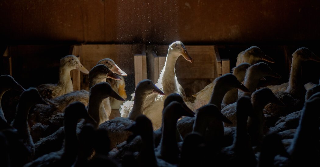 100,000 Ducks to Be Killed After Bird Flu Strikes Long Island Farm