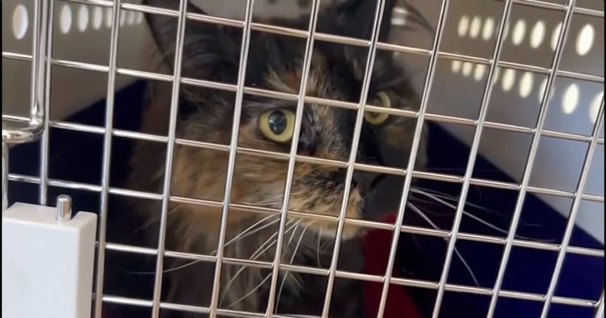 Mittens the cat's owner describes feline frequent flyer's ordeal