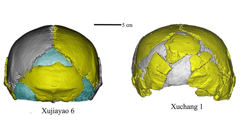 Puzzling fossils unearthed in China may rewrite the human story