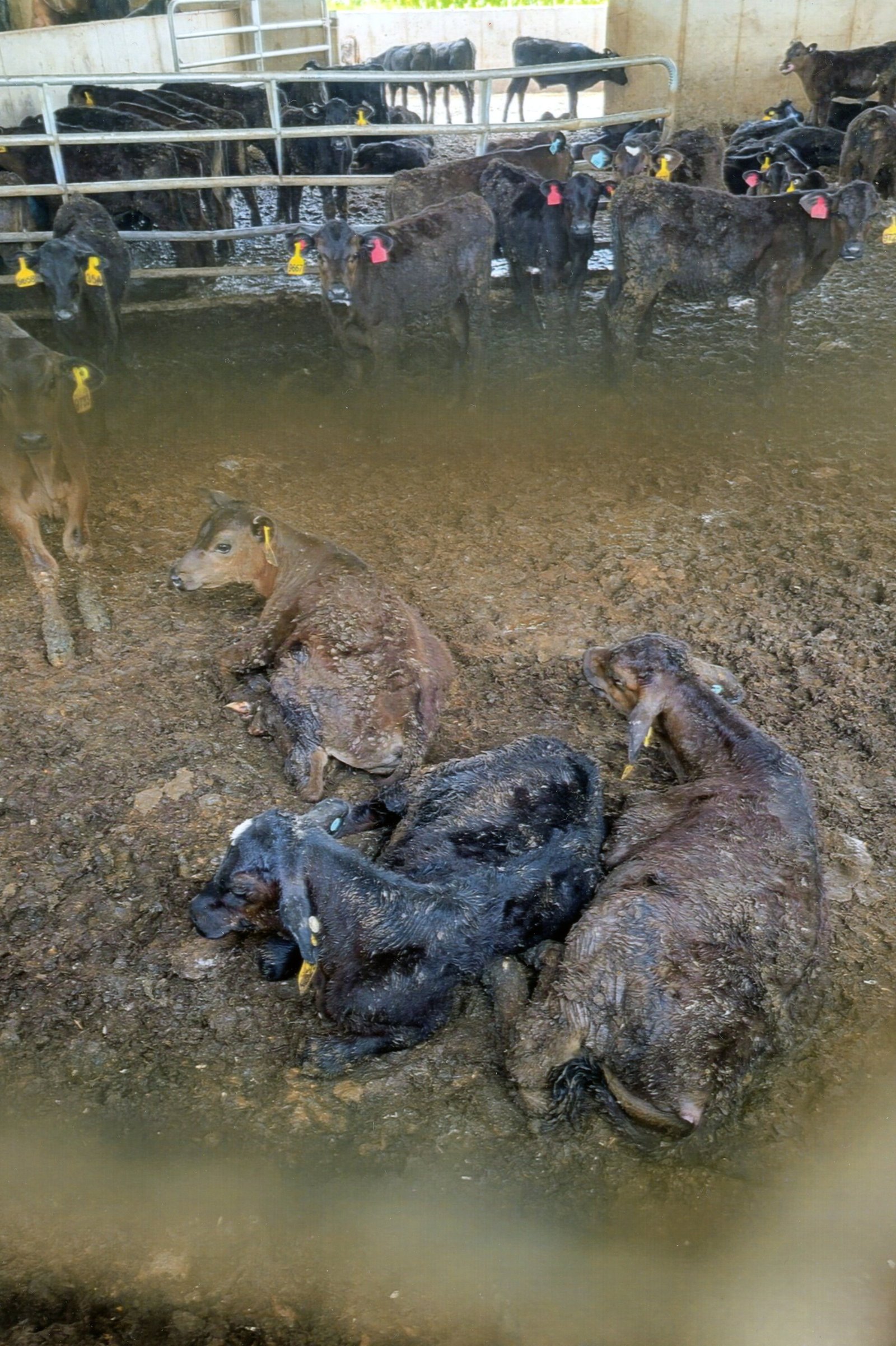 Three steer lay in mud and manure while a few dozen cattle behind them are standing. 