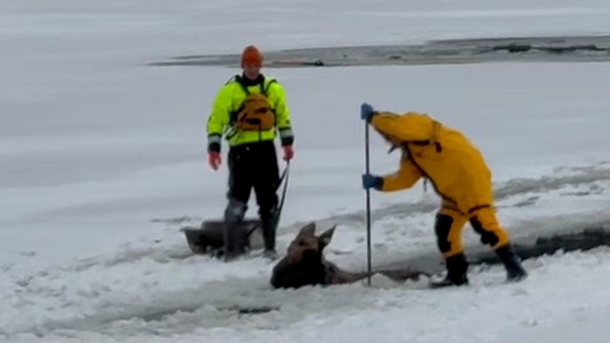 Watch bull moose's 'amazing' rescue from icy New York lake