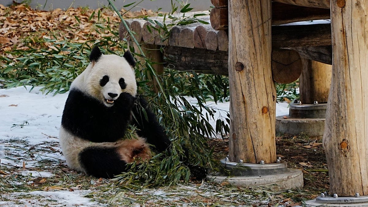 How these bears are helping save other species