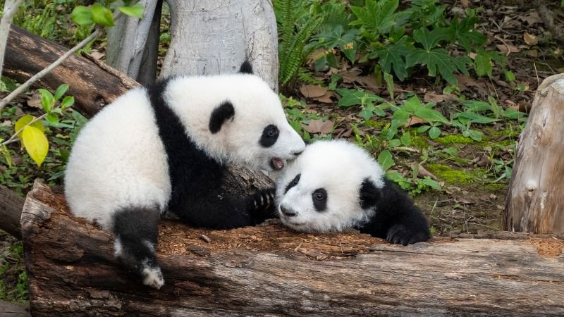 China is more in love with its pandas than ever. That’s complicated matters for Beijing