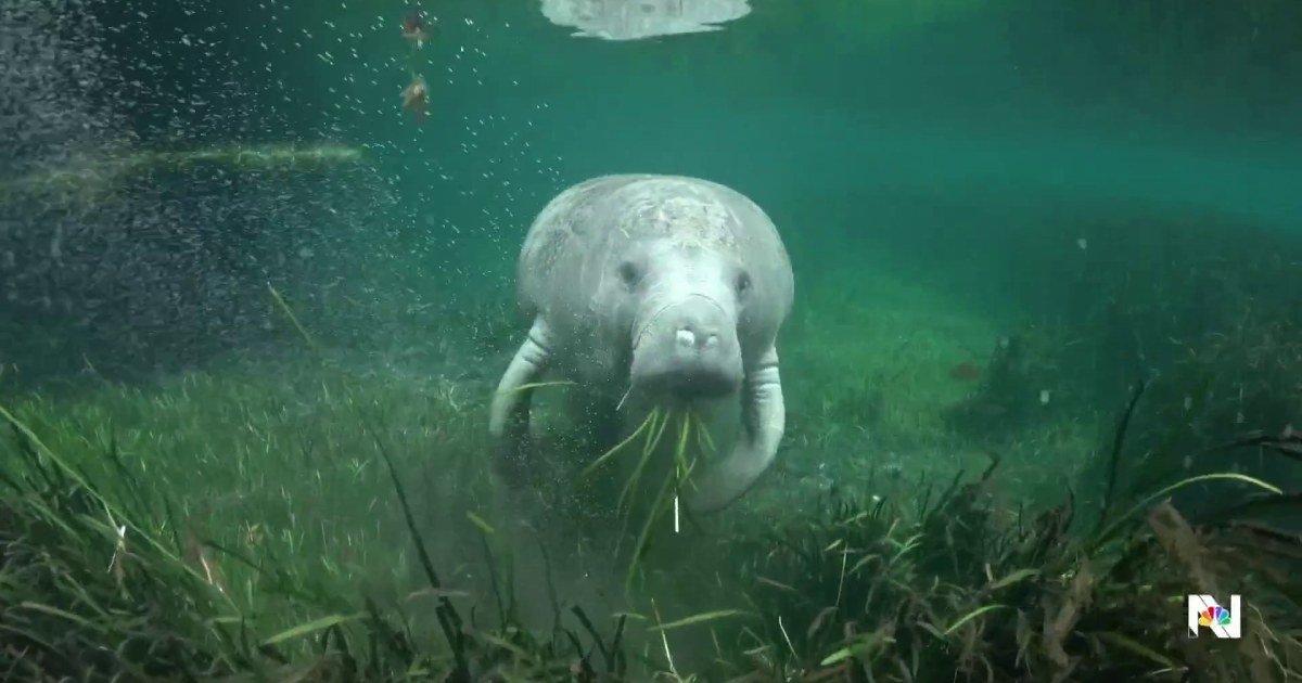 Manatees brought back to health released into the wild