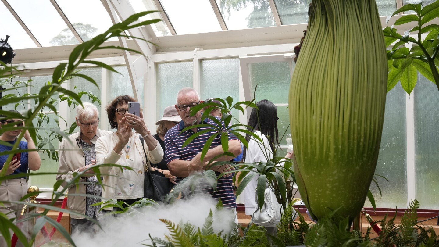 A rare plant emits a stink of death when it blooms. Thousands in Australia queued to get close to it