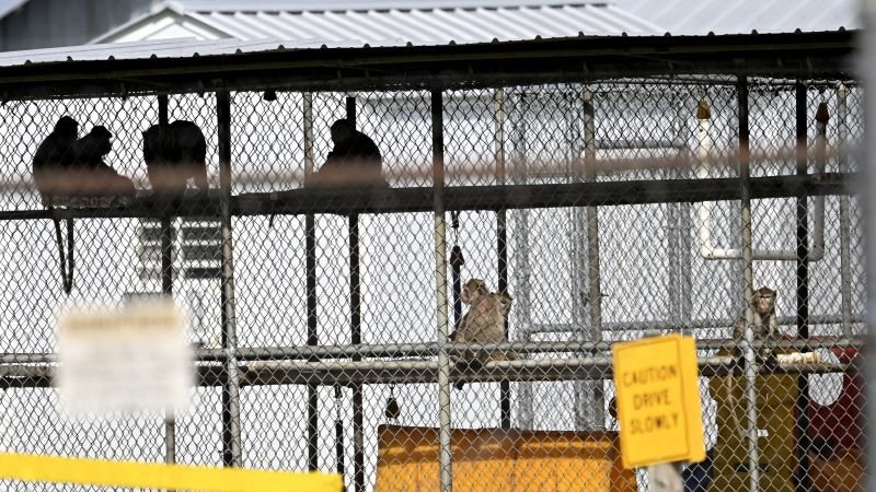 All escaped monkeys from South Carolina research facility safely recaptured