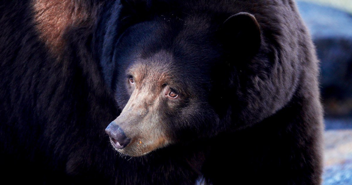 Bear that attacked man in Pennsylvania had rabies, officials confirm