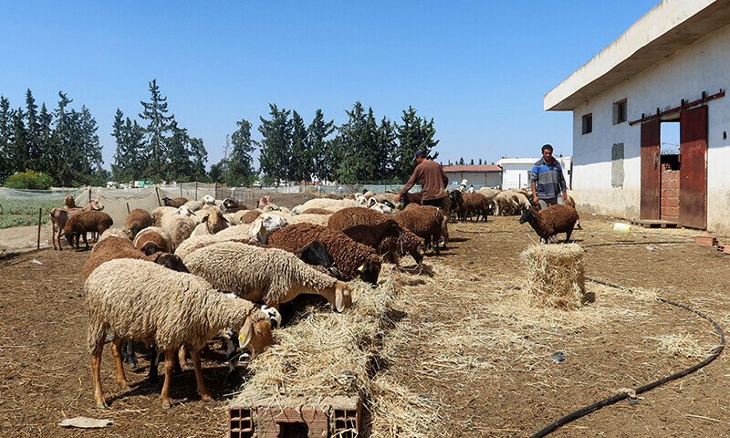 China bans livestock product imports from numerous countries on disease worries - World