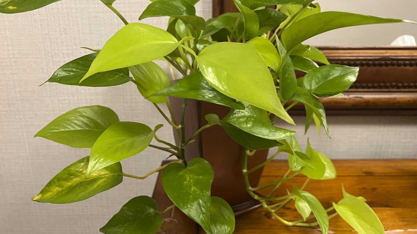 How to choose and care for office plants