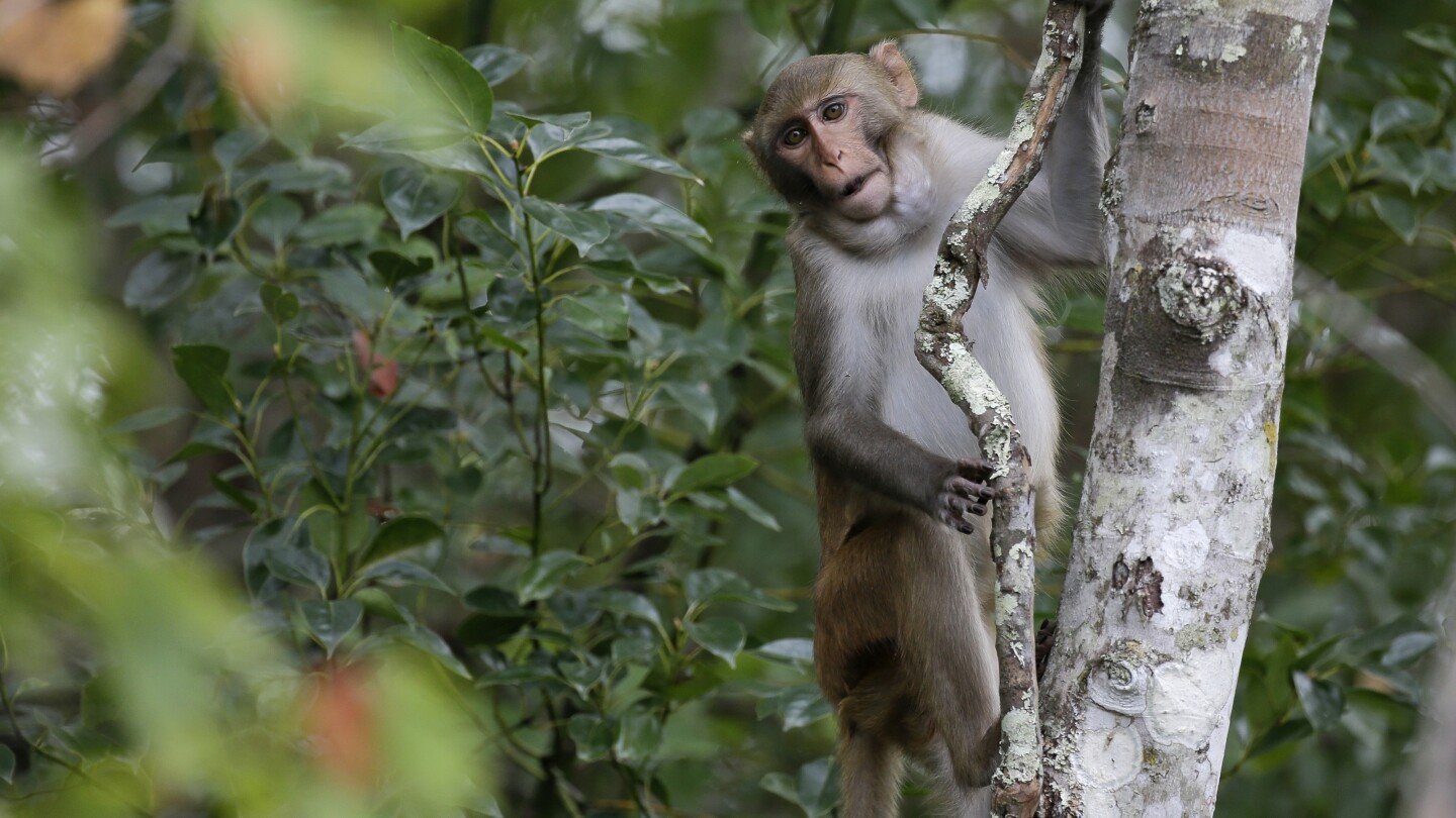 Last 4 escaped monkeys are captured in South Carolina after months on the loose