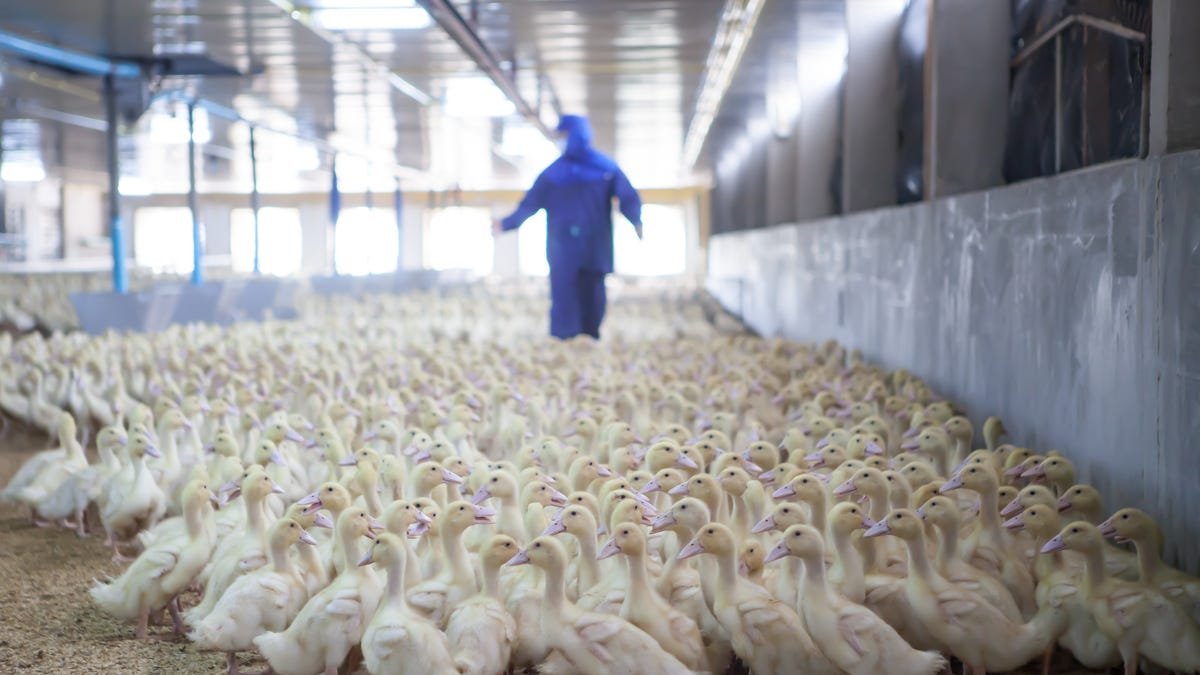 New York duck farm to kill flock of 100,000 after bird flu outbreak