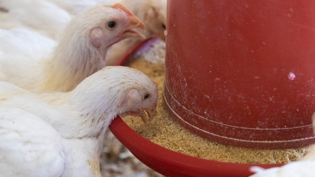 With egg prices soaring, is chicken next?