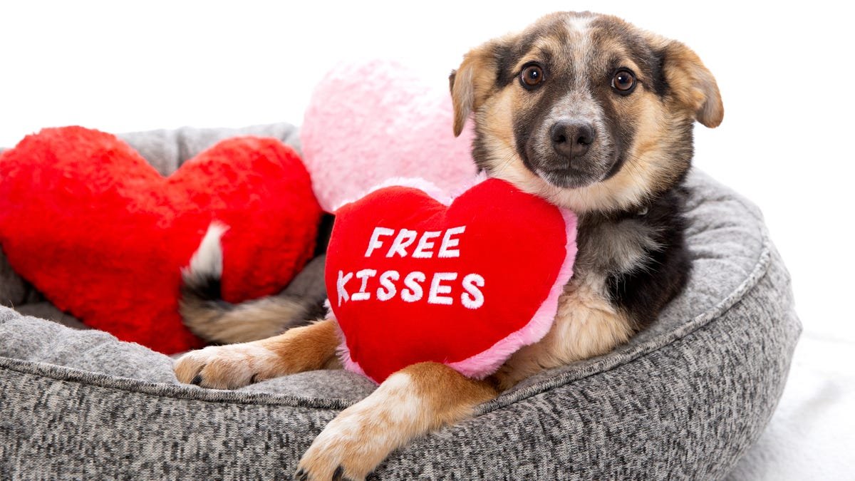 Animal shelters offering dogs, cats for cuddly Valentine's sleepovers