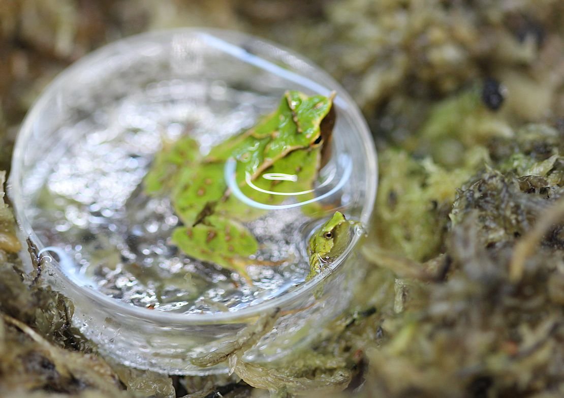 A male Darwin's frog and a newborn foget can be seen at a London zoo.