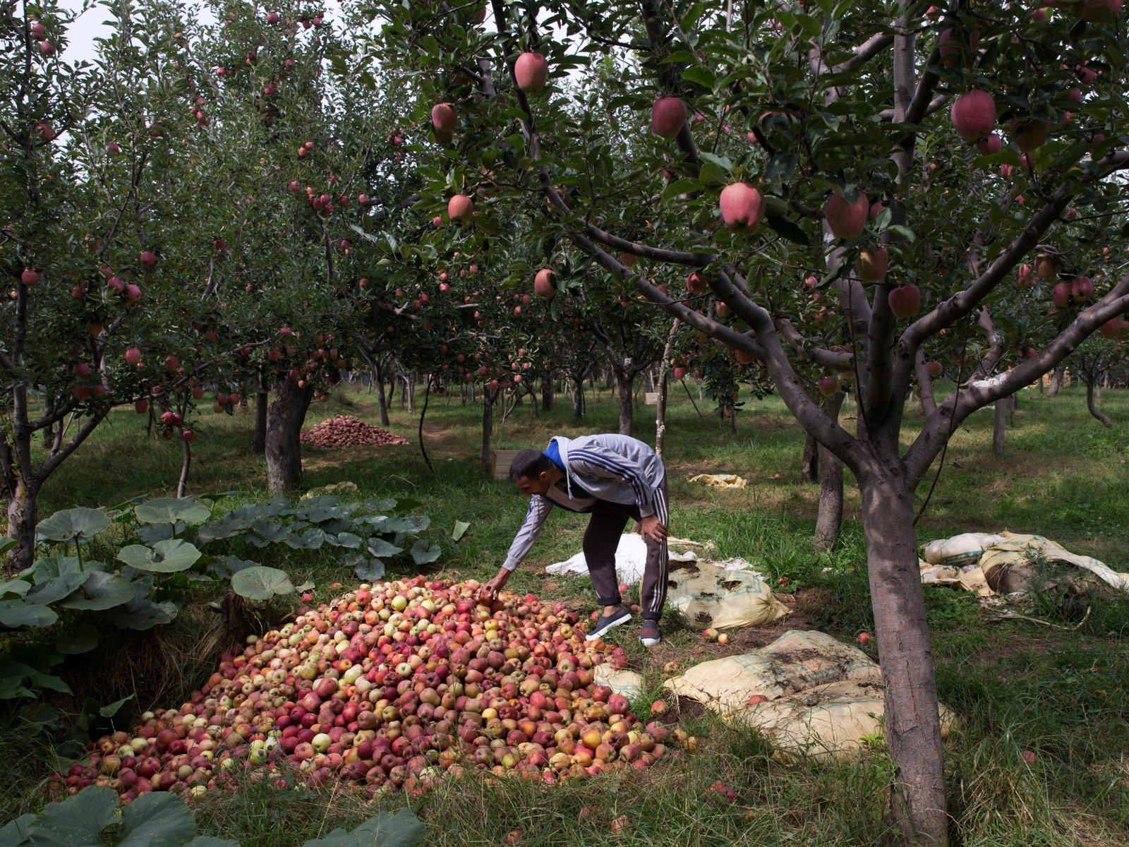 ‘Our lifeline’: Kashmiris fear losing orchards, land to mega Modi projects | Indigenous Rights News