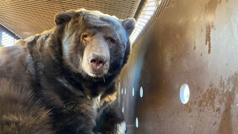 Bear found under Altadena home after Eaton Fire