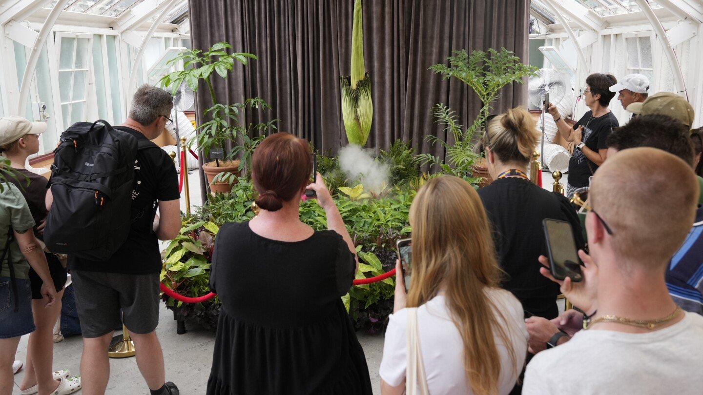 Australia holds its nose for the third rancid bloom of a rare corpse plant in 3 months