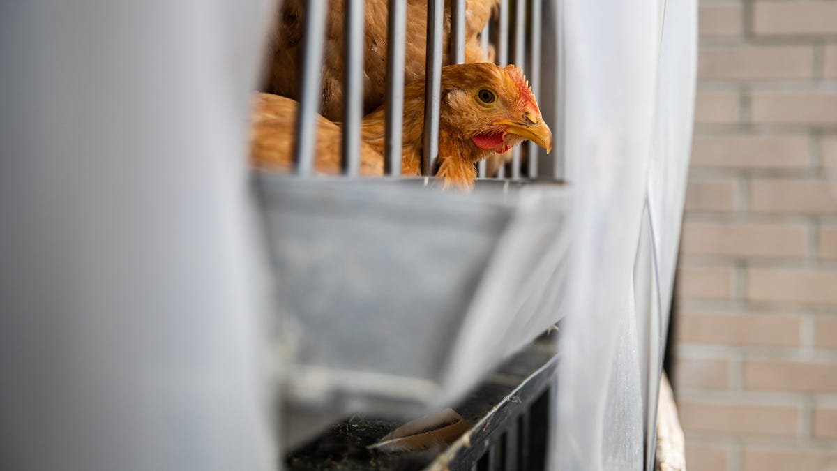 Bird flu food safety top of mind ahead of Super Bowl