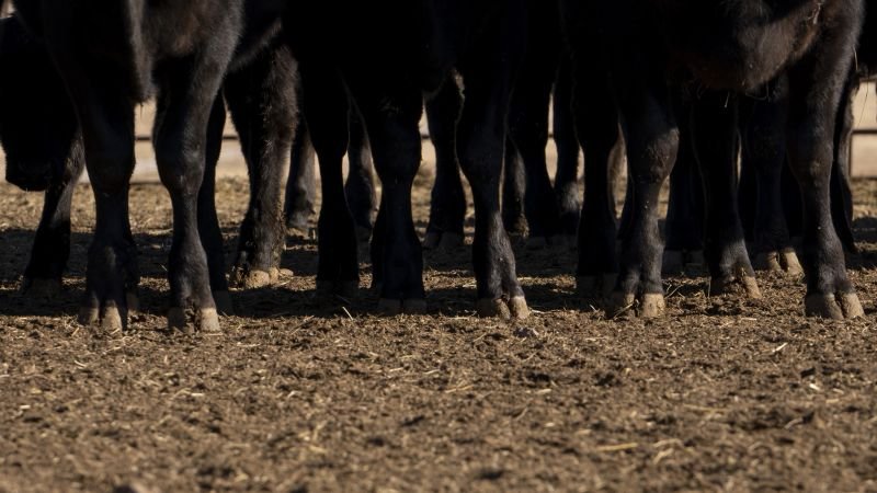 Dairy herds in Nevada test positive for newer bird flu strain that’s been linked to severe human infections