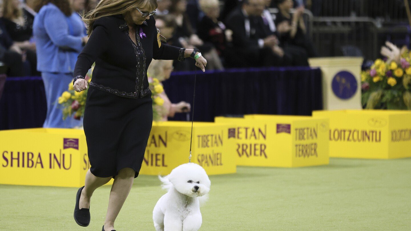 Dogs from great Danes to terriers head into the ring at Westminster show