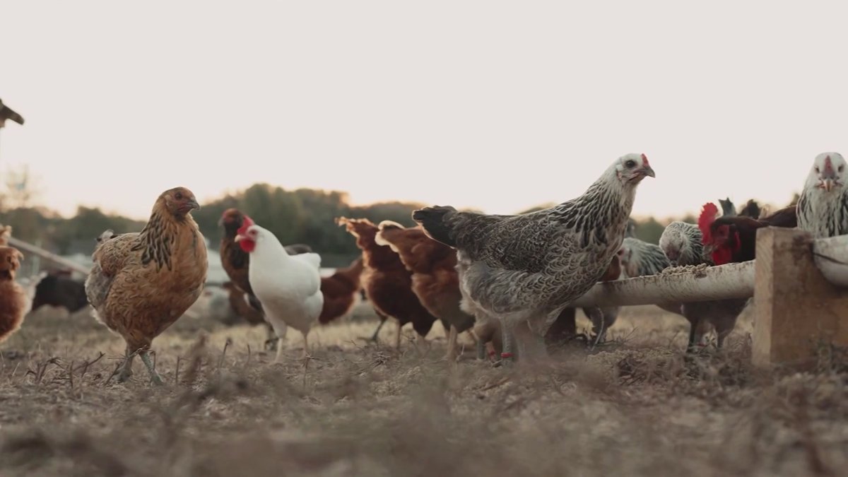 Egg prices surge again as avian flu spreads, driving demand – NBC 5 Dallas-Fort Worth