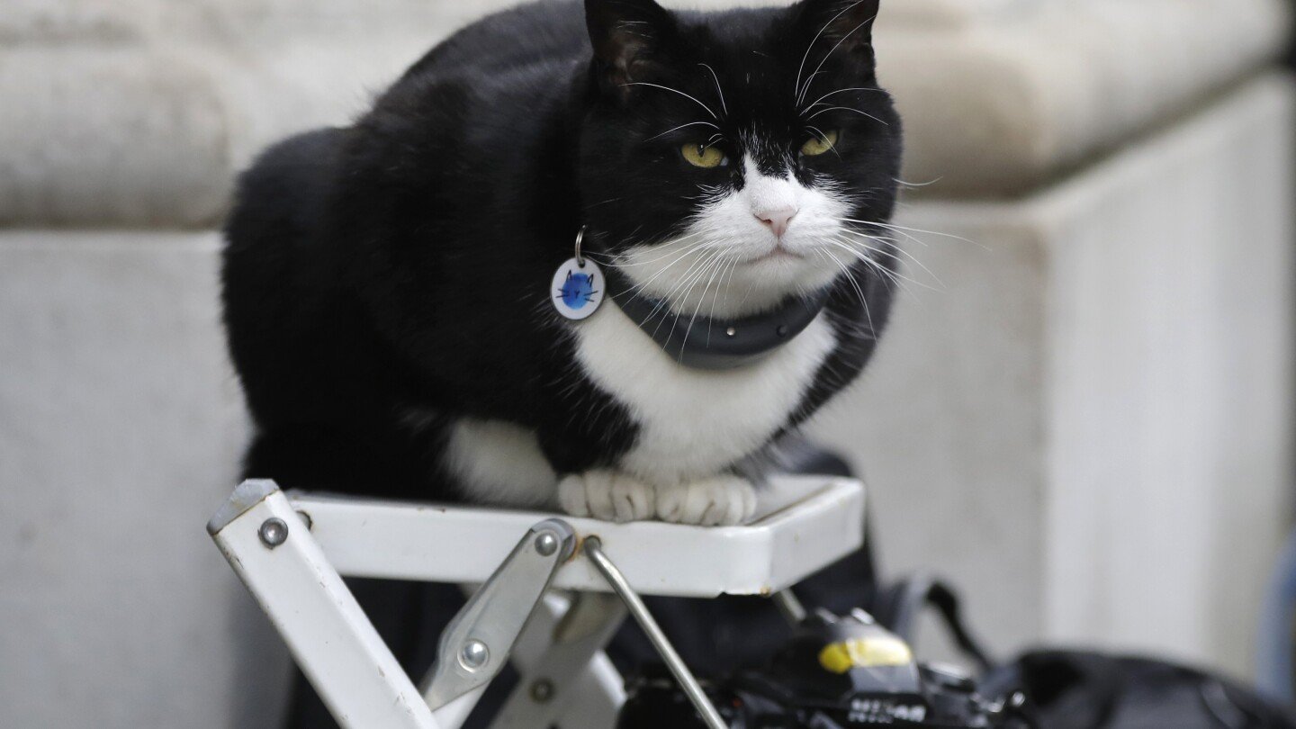 It's the 'purr-fect' job. Britain's top feline diplomat comes out of retirement