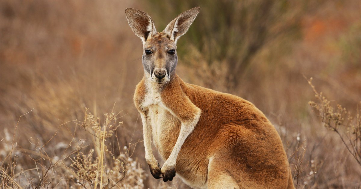 Kangaroo embryo produced through IVF for the first time