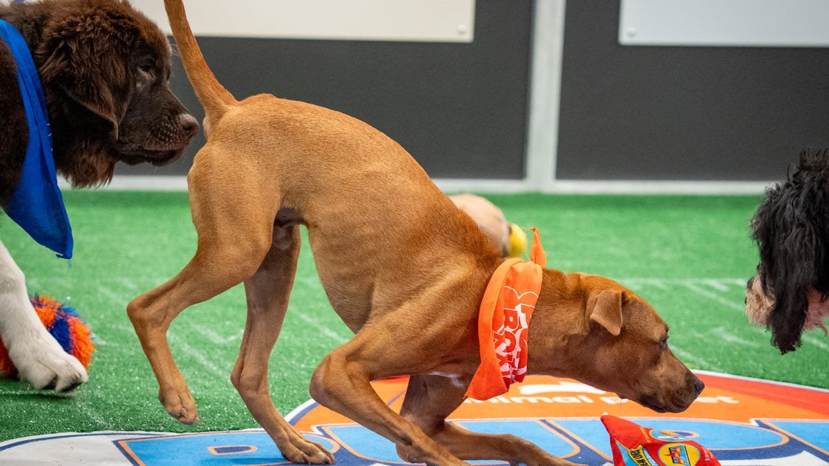 Meet the rescue dogs winning fans' hearts