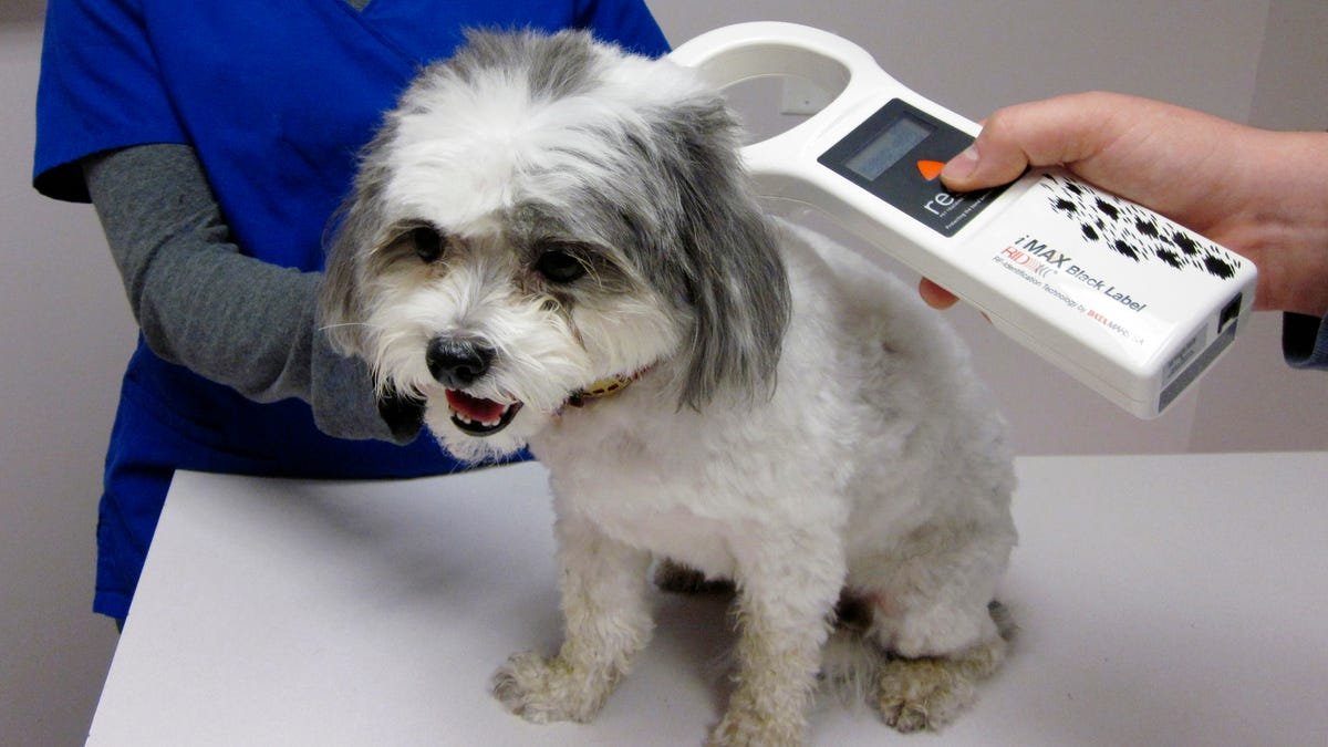 Save This Life pet microchip company closed. How to keep pets protected