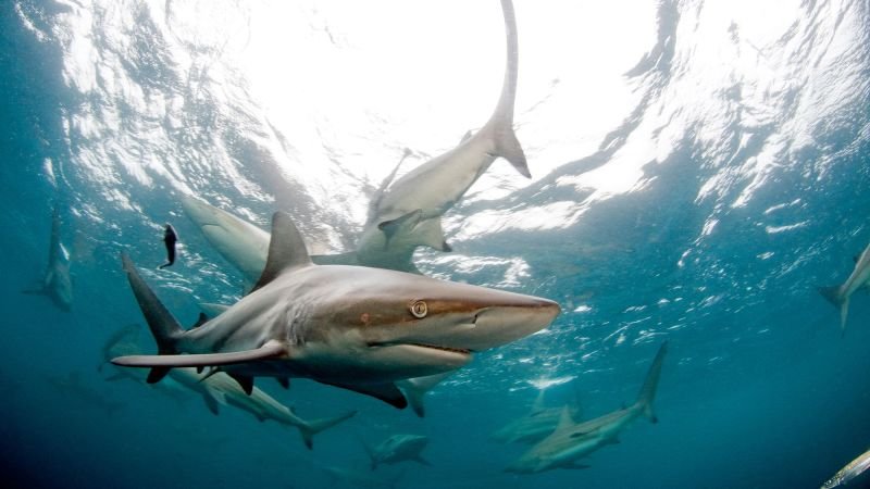 Shark attacks declined sharply in 2024. It’s not clear why