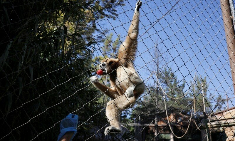 Sri Lankan monkey causes nationwide blackout - World