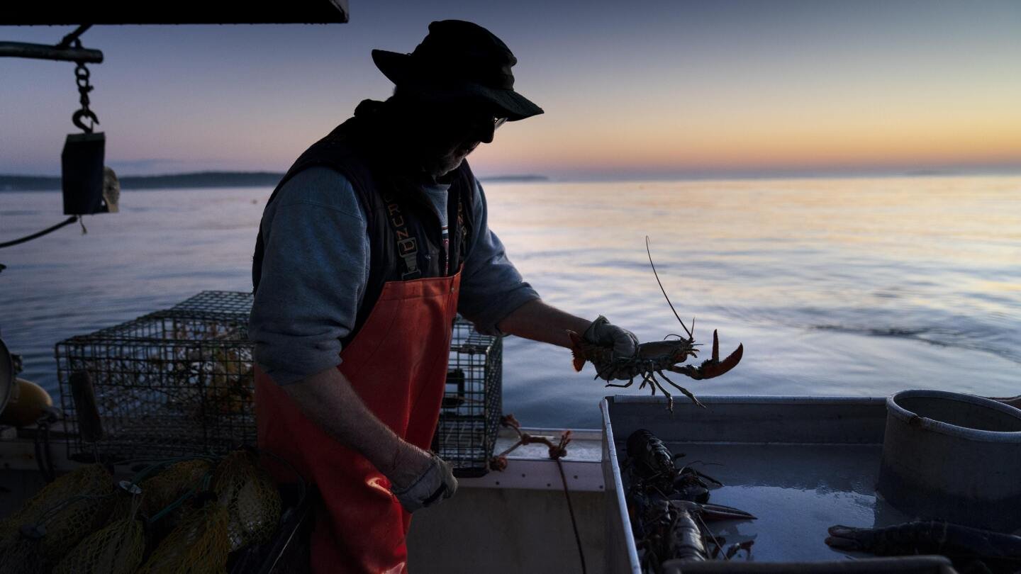 Strict new lobster fishing rules were scrapped after fishermen complained about harm to business