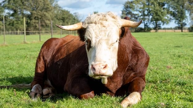 The linguist who converses with cows