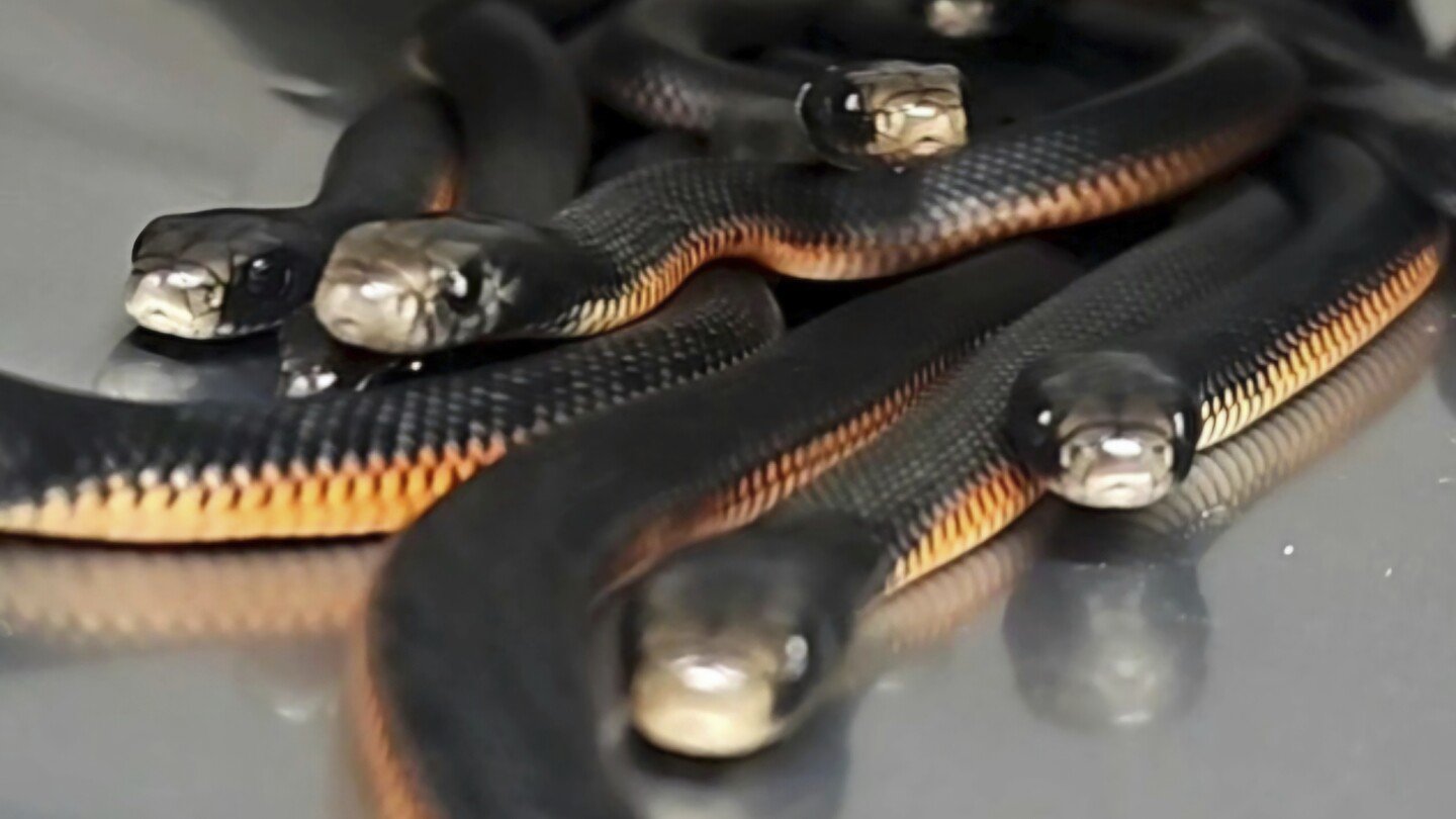 The number of snakes removed from this Australian yard will make you shudder