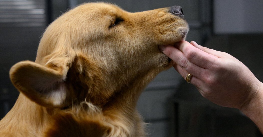 Westminster 2025 Preview: Why Can’t Golden Retrievers Win Best in Show?