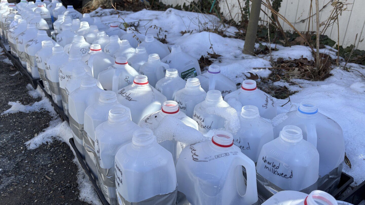 Winter sowing in upcycled containers creates stronger seedlings in spring