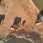 an aerial image showing elephants walking to a watering hole with their shadows stretching long behind them