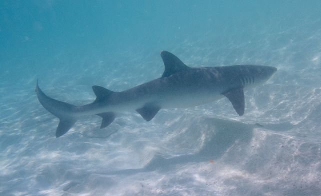 A revised model of Magaloden shows a long, sleek giant shark