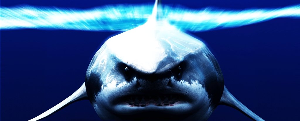 Scientists Reveal a Crucial Surprise About The Mega-Shark : ScienceAlert