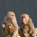 Animal rights groups aim to make monkey research a sticking point in OHSU’s plan to buy Legacy Health