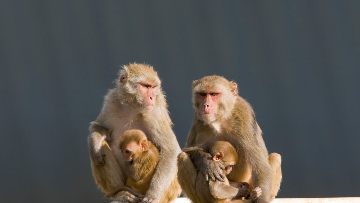 Animal rights groups aim to make monkey research a sticking point in OHSU’s plan to buy Legacy Health