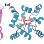 Scientists create method for designing proteins that can bind and sense a range of small molecules