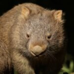 US tourist filmed running off with baby wombat may have visa canceled, official says