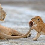 a baby lion cub plays with its mother's tail