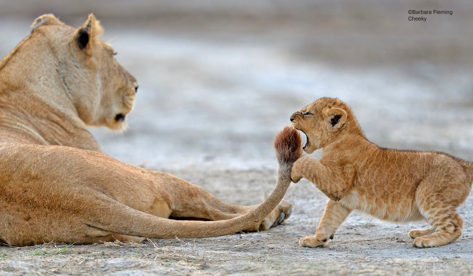 a baby lion cub plays with its mother's tail