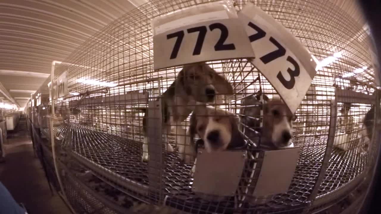 Dogs of science; Wisconsin puppy mill could face criminal charges