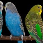 four Budgerigars sit on a stick on plain background