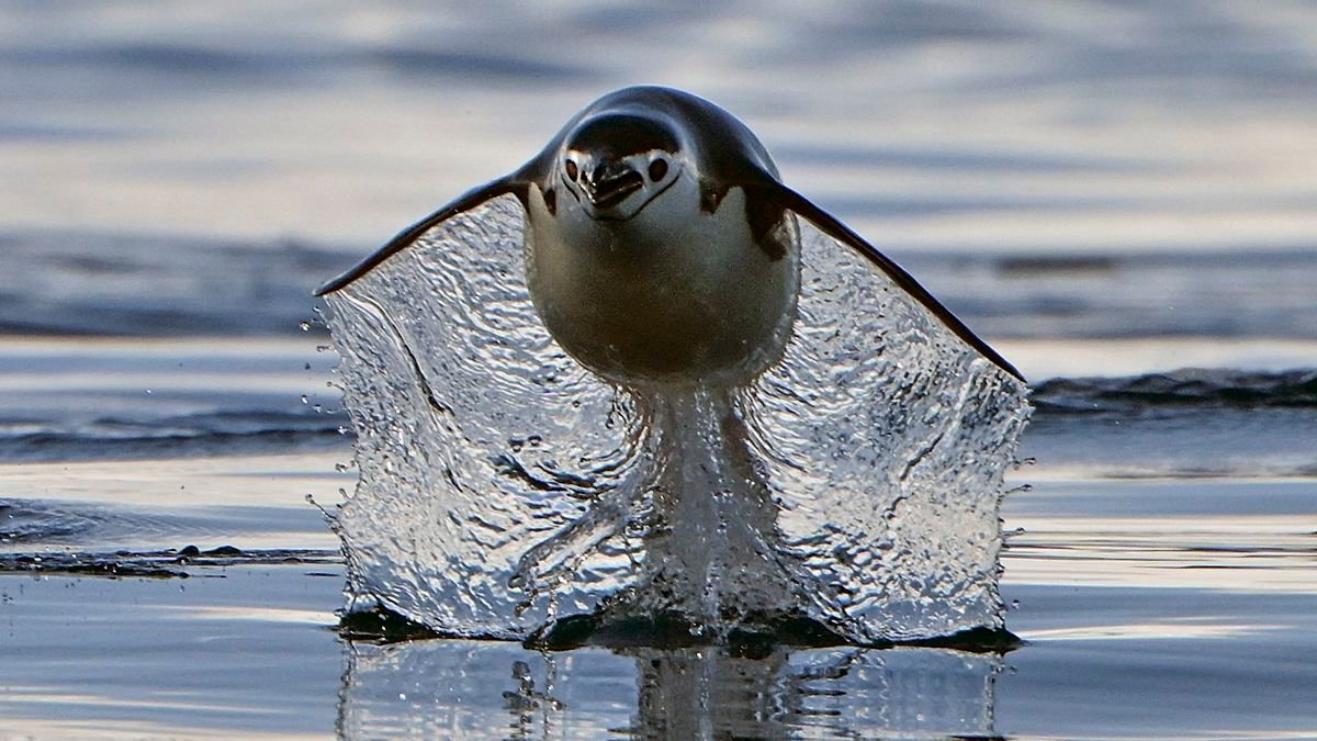 A photo of a penguin gliding through the air as it swims