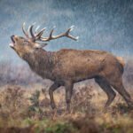 a deer with its mouth open stands in downpouring rain