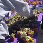 Students grab plants at the Planting Positivity event, hosted by the Student Health Center, on March 21 in Baton Rouge, La.